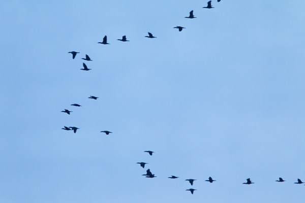 brig am flyout cormorants v1_43G7646