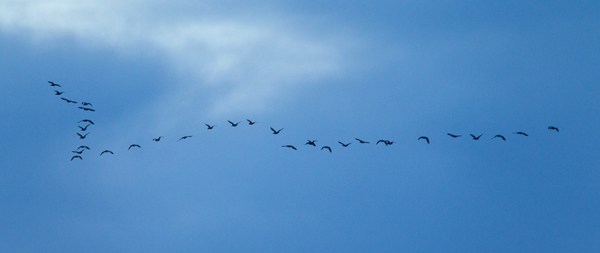 brig am flyout cormorants v2