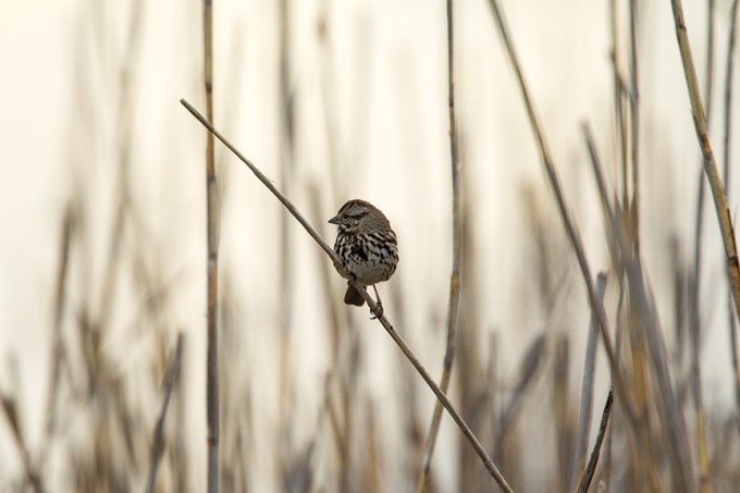 brig am sunrise v1_43G7863