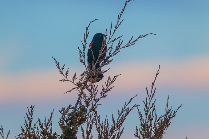 brig early am red winged blkbrd v1_43G7744