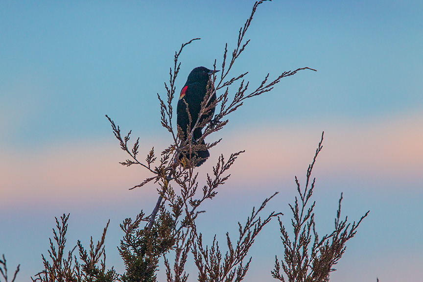 brig early am red winged blkbrd v1_43G7744