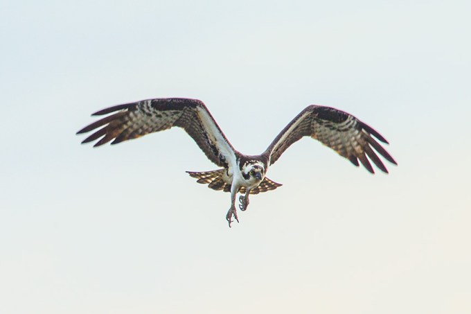 brig osprey fight v1_43G9620