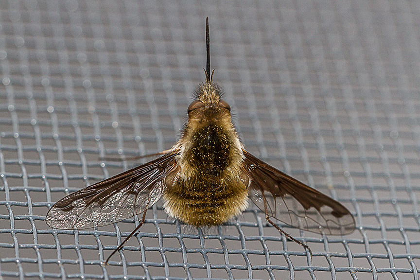 bug macro v1_MG_6436