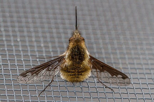 bug macro v1_MG_6436