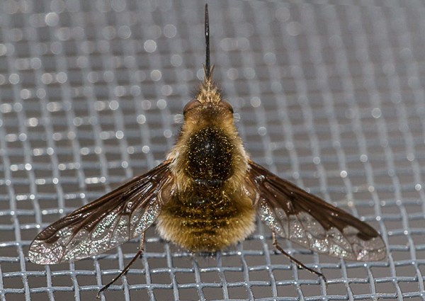 bug macro v1_MG_6441