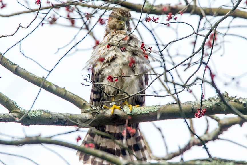 Coopers Hawk juv v1_43G0256