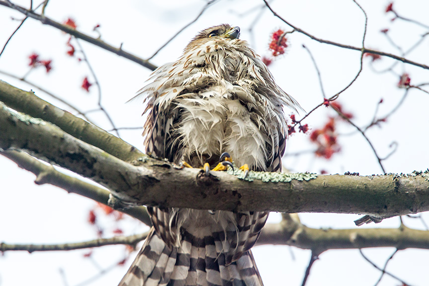 Coopers hawk juv v1_43G0295