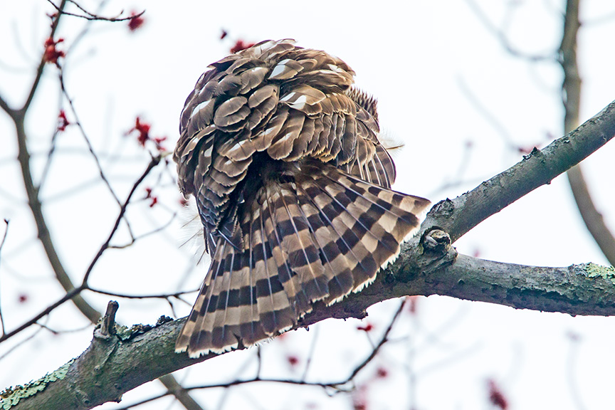 coopers hawk juv v2_43G0347