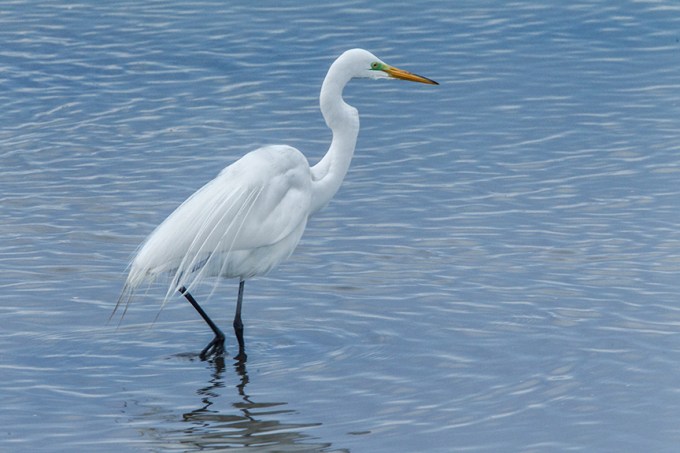 Great Egret brig v3_43G8083