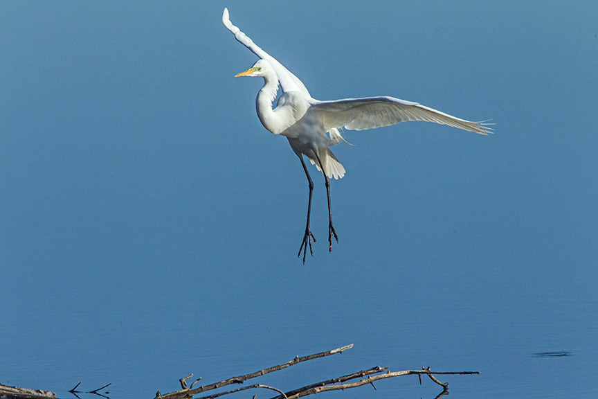 great egret cf v1_43G0812