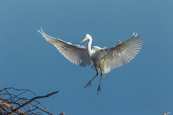 great egret cf v1_43G0814