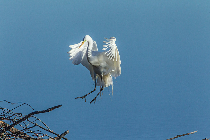 great egret cf v1_43G0815
