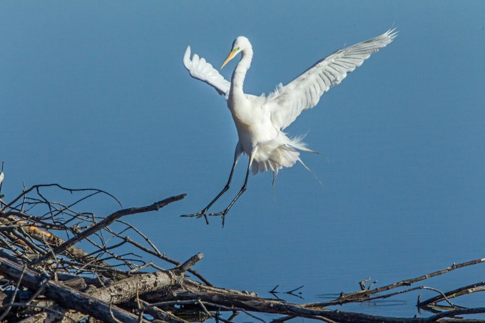 great egret cf v1_43G0816