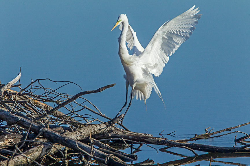 great egret cf v1_43G0818