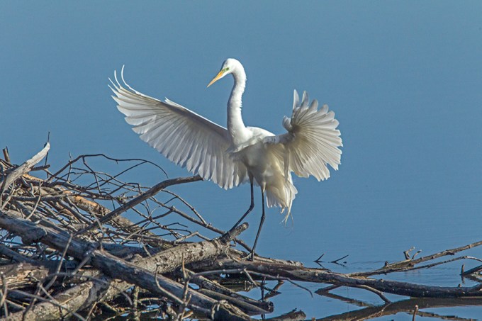 great egret cf v1_43G0819