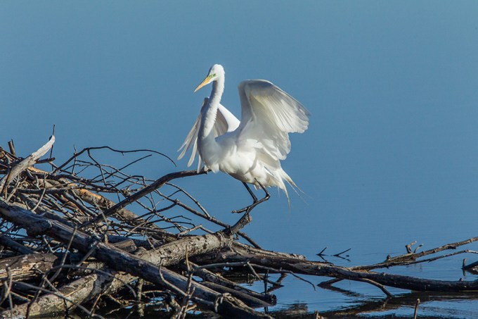 great egret cf v1_43G0823