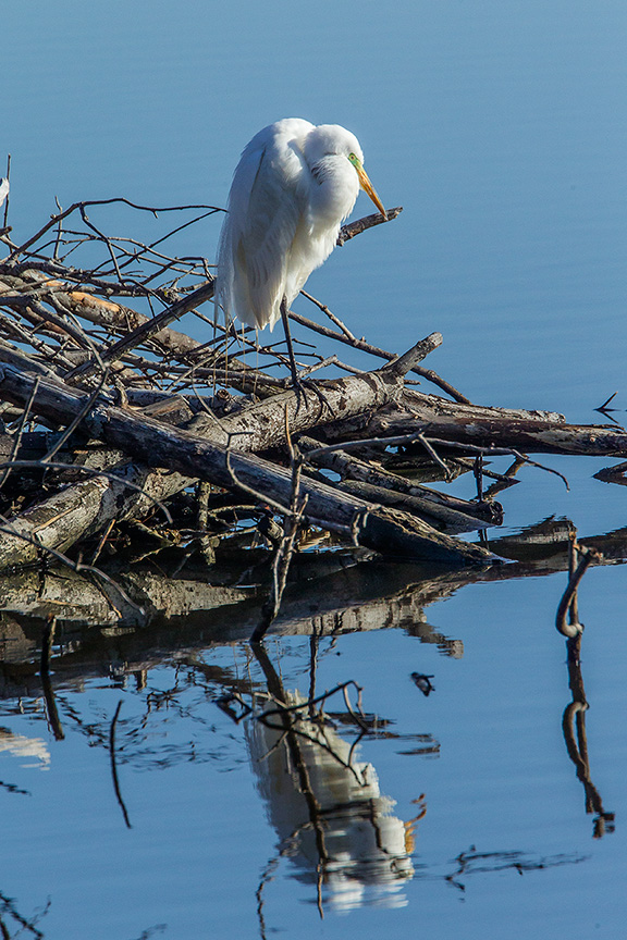 great egret cf v2_43G0851