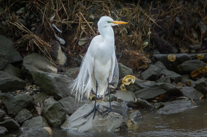 great egret v1 brig_43G8141