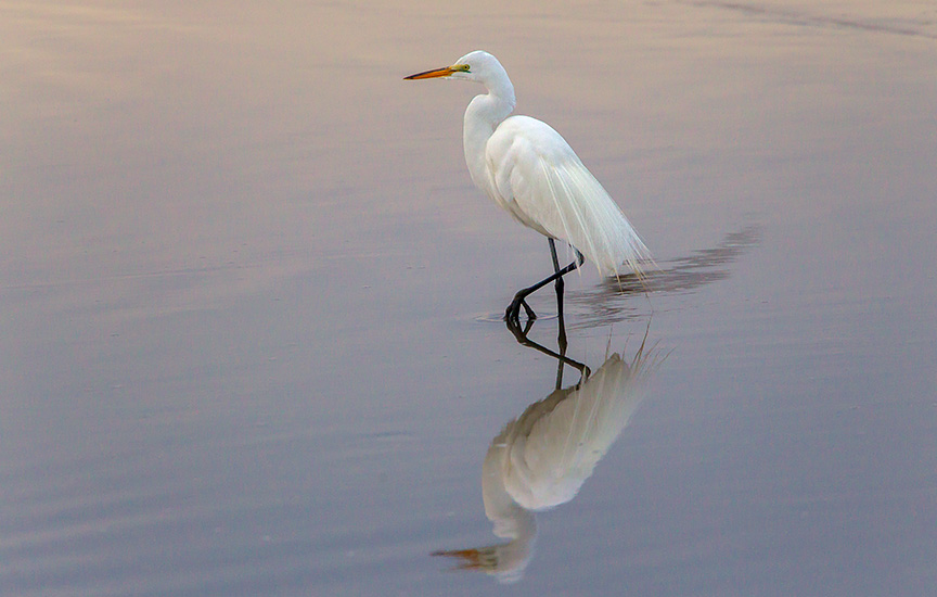 great egret v2 brig_43G7888
