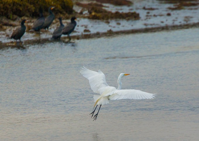 Great Egret v2 brig_43G7941
