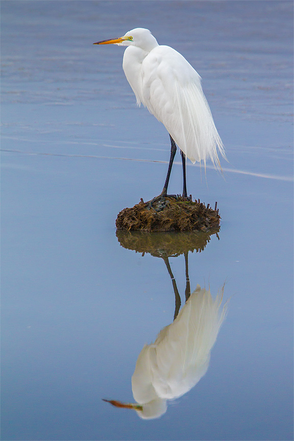 great egret v3 brig_43G8012