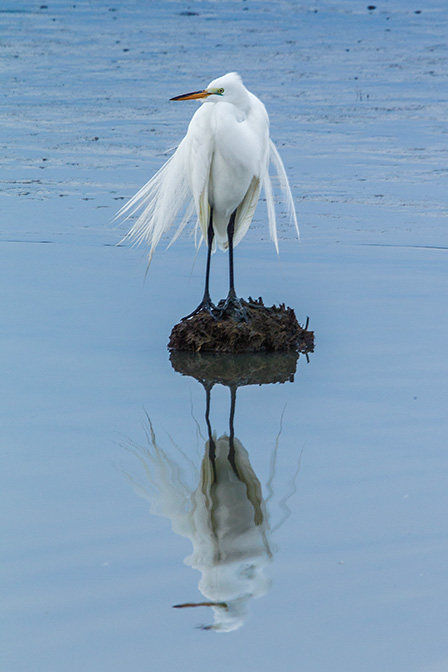Great Egret v3 brig_43G8049