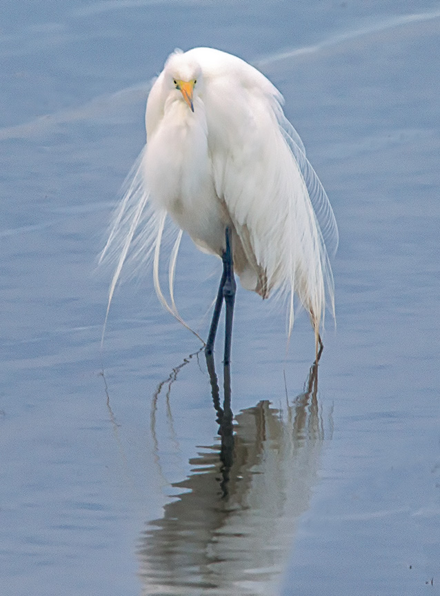 GreatEgret Breeding Plumage v4 HP Vertbrig_43G8216