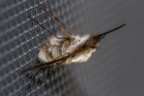 macro bug v1_MG_6452