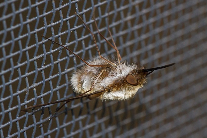 macro bug v1_MG_6456