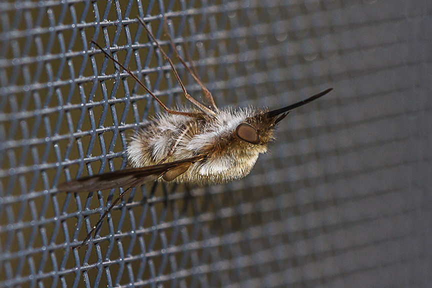 macro bug v3_MG_6422