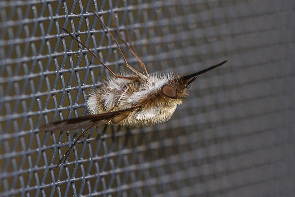 macro bug v3_MG_6422