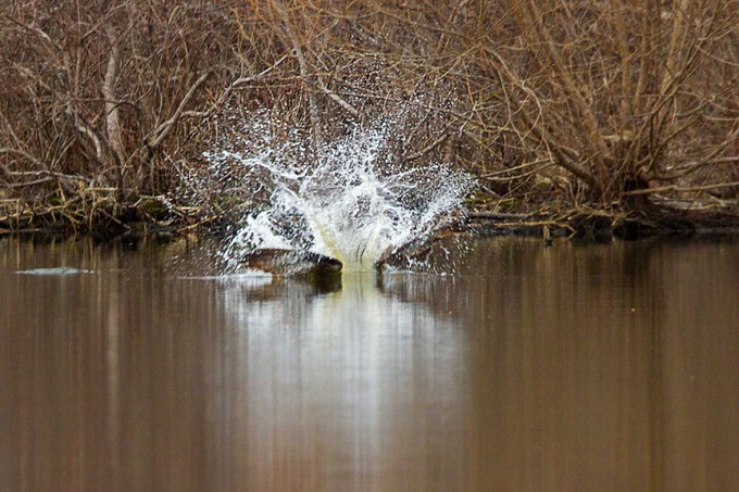 _MG_5240 cf osprey  dive v1