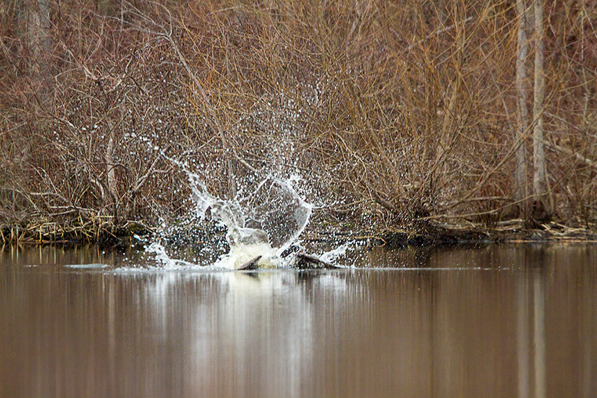 _MG_5242 cf osprey dive v1