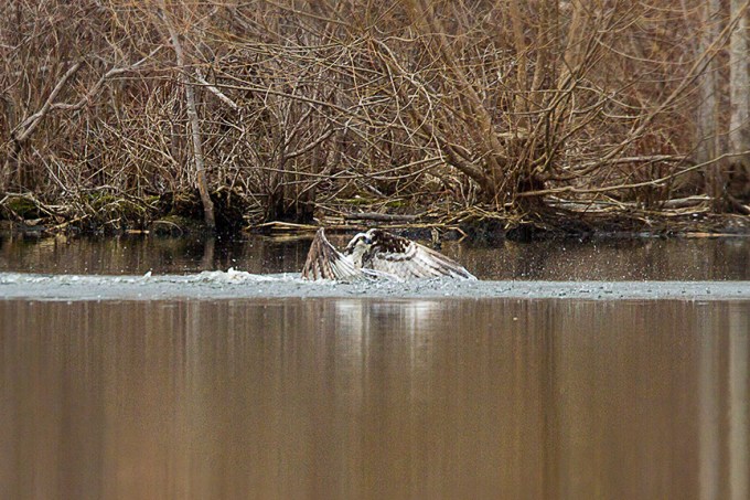 _MG_5249 cf osprey dive v1