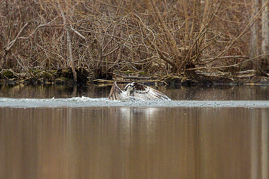 _MG_5249 cf osprey dive v1