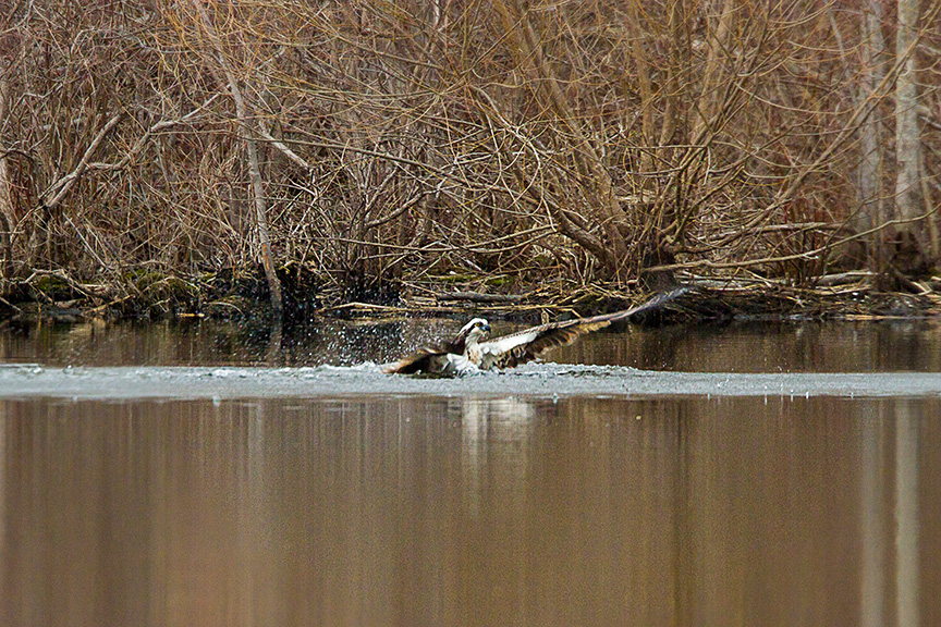 _MG_5251 cf osprey dive