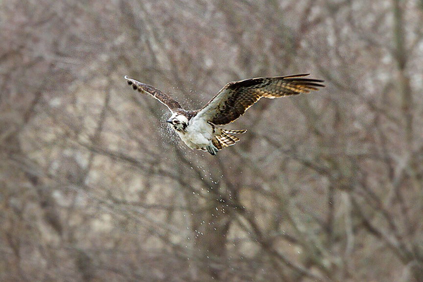 _MG_5265 cf osprey dive v1