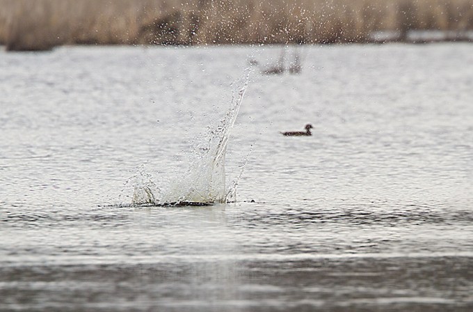 _MG_5351 cf osprey dive v1
