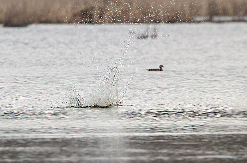 _MG_5351 cf osprey dive v1