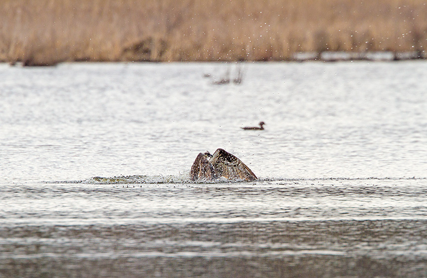 _MG_5355 osprey cf dive v3