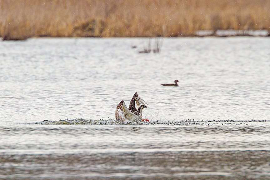 _MG_5356 cf osprey dive v2