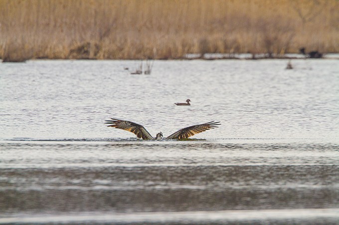 _MG_5365 cf osprey dive v1