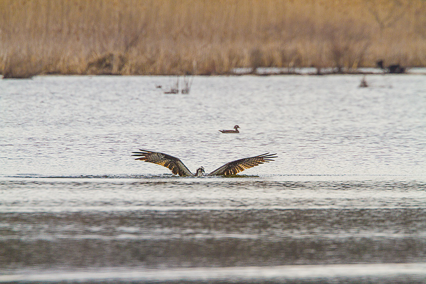 _MG_5365 cf osprey dive v1