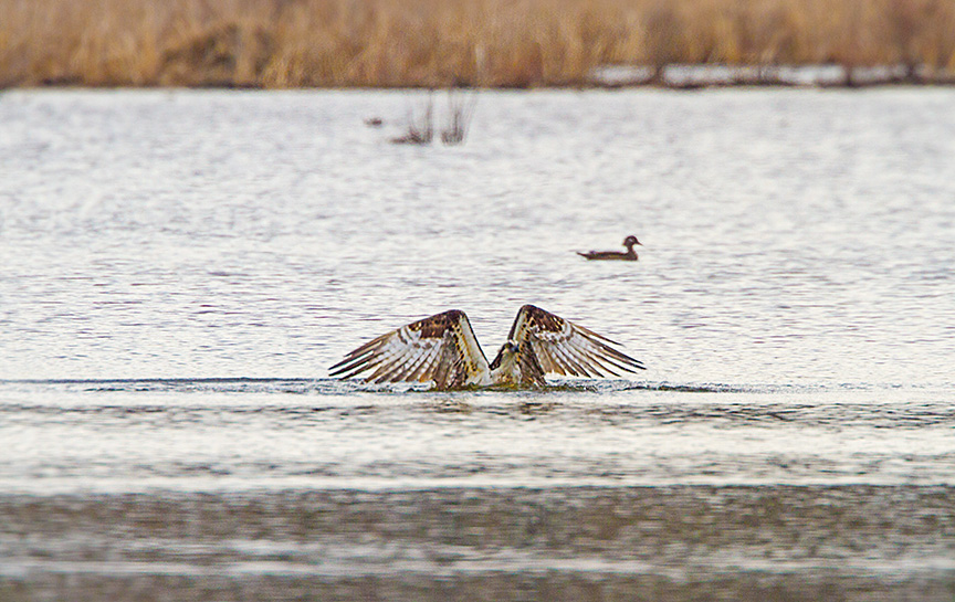 _MG_5369 cf osprey dive v3