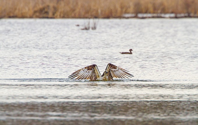 _MG_5369 cf osprey dive v3