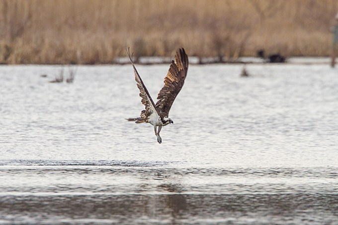 _MG_5376 cf osprey dive v1