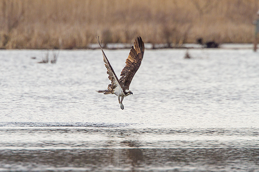 _MG_5376 cf osprey dive v1