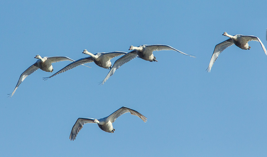 mute swans cf v2_43G0873