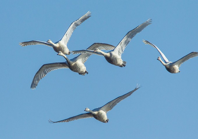 mute swans cf v2_43G0877
