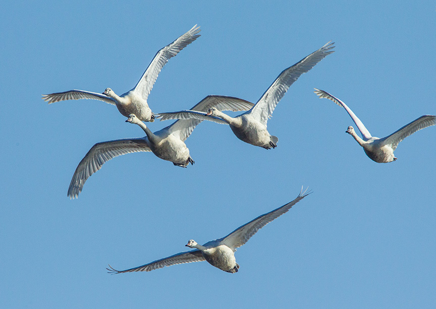 mute swans cf v2_43G0877
